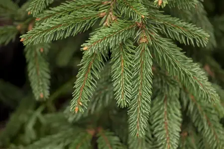 Picea abies 'Inversa' - 150-175 CM RB - image 1