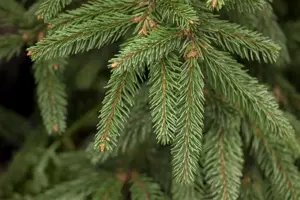 Picea abies 'Inversa' - 250-300 CM C80 - image 1