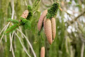 Picea abies 'Inversa' - 250-300 CM C80 - image 5