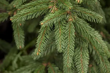 Picea abies 'Inversa' - 20-25 CM C2 - image 1