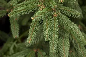 Picea abies 'Inversa' - 20-25 CM C2 - image 1