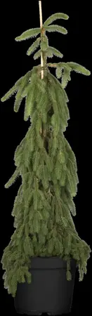 Picea abies 'Inversa' - 150-175 CM RB - image 3