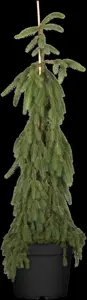 Picea abies 'Inversa' - 150-175 CM RB - image 3
