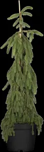 Picea abies 'Inversa' - 100-125 CM C30 - image 3