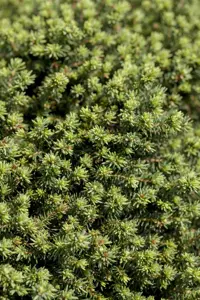 Picea abies 'Little Gem' - 2 Ltr pot - image 2