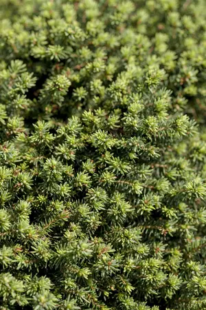 Picea abies 'Little Gem' - LINERS 28 CEL TRAY P9 SIZE - image 2
