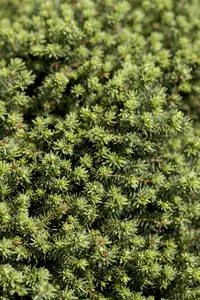 Picea abies 'Little Gem' - LINERS 28 CEL TRAY P9 SIZE - image 2