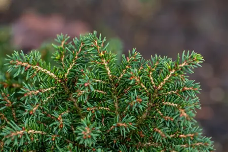 Picea abies 'Little Gem' - 2 Ltr pot - image 3