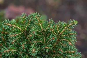 Picea abies 'Little Gem' - 2 Ltr pot - image 3