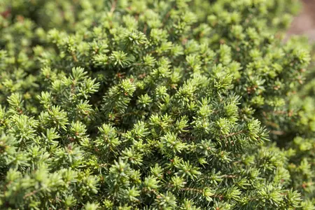 Picea abies 'Little Gem' - LINERS 28 CEL TRAY P9 SIZE - image 1