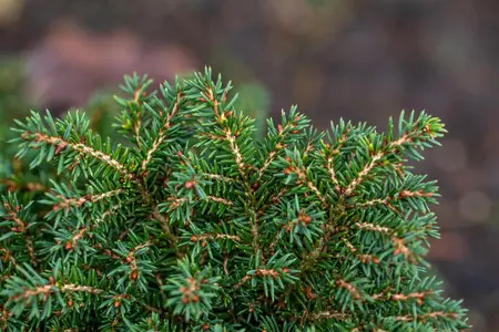Picea abies 'Little Gem' - LINERS 28 CEL TRAY P9 SIZE - image 3