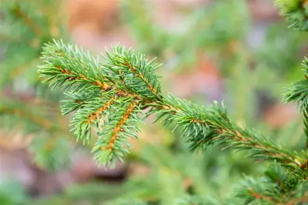 Picea abies 'Maxwellii' - 20-25 CM C5 - image 2