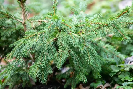 Picea abies 'Maxwellii' - 20-25 CM C5 - image 1