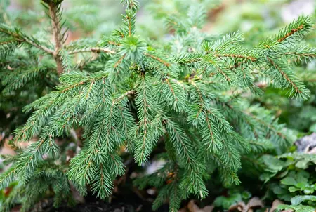 Picea abies 'Maxwellii' - 30-40 CM C12 - image 1