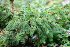 Picea abies 'Maxwellii' - 30-40 CM C12 - image 2