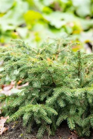 Picea abies 'Nidiformis' - 3 Ltr pot - image 3