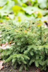 Picea abies 'Nidiformis' - 3 Ltr pot - image 3