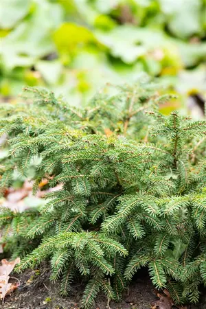 Picea abies 'Nidiformis' - 40-50 CM C5 - image 3