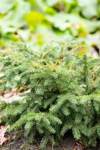 Picea abies 'Nidiformis' - 40-50 CM C5 - image 3