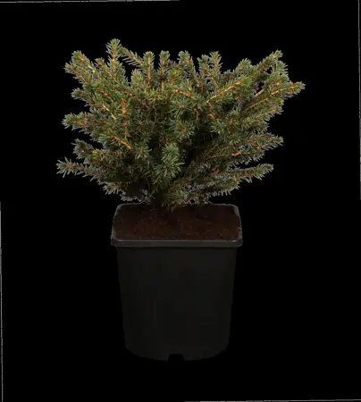 Picea abies 'Nidiformis' - 3 Ltr pot - image 1