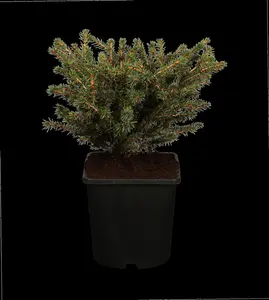 Picea abies 'Nidiformis' - 40-50 CM C5 - image 5