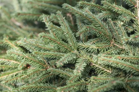 Picea abies 'Nidiformis' - 3 Ltr pot - image 2