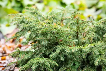 Picea abies 'Nidiformis' - 3 Ltr pot - image 4