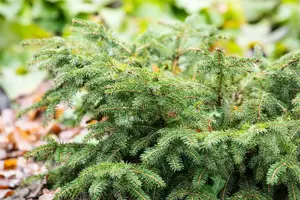 Picea abies 'Nidiformis' - 3 Ltr pot - image 4