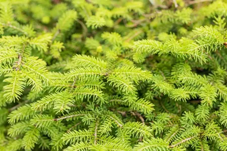 Picea abies 'Nidiformis' - 3 Ltr pot - image 5