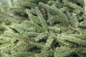 Picea abies 'Nidiformis' - 40-50 CM C5 - image 2