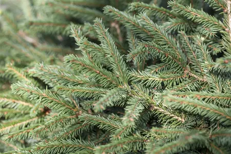 Picea abies 'Nidiformis' - 40-50 CM C7.5 - image 2
