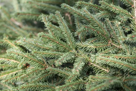 Picea abies 'Nidiformis' - 50-60 CM C20 - image 1