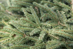 Picea abies 'Nidiformis' - 50-60 CM C20 - image 4