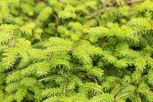 Picea abies 'Nidiformis' - 50-60 CM C20 - image 4