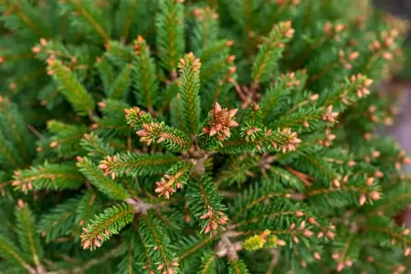 Picea abies 'Ohlendorffii' - 20-25 CM C5 - image 3