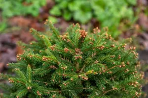 Picea abies 'Ohlendorffii' - 20-25 CM C5 - image 4