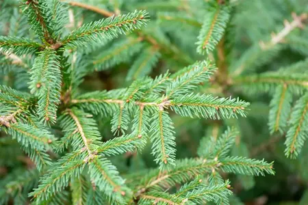 Picea abies 'Ohlendorffii' - 25-30 CM C7.5 - image 1