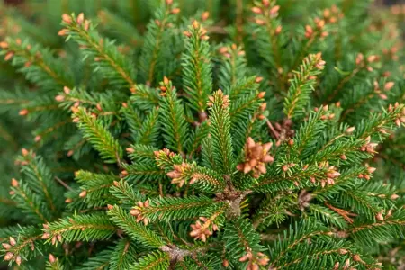 Picea abies 'Ohlendorffii' - 25-30 CM C7.5 - image 2