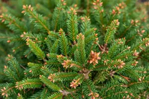 Picea abies 'Ohlendorffii' - 25-30 CM C7.5 - image 2
