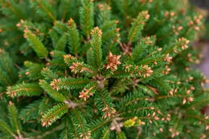 Picea abies 'Ohlendorffii' - 25-30 CM C7.5 - image 3