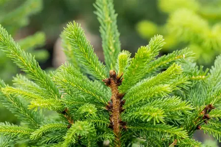 Picea abies 'Ohlendorffii' - 25-30 CM C7.5 - image 5
