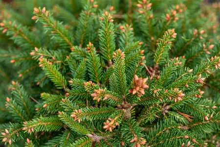 Picea abies 'Ohlendorffii' - 30-40 CM C10 - image 2