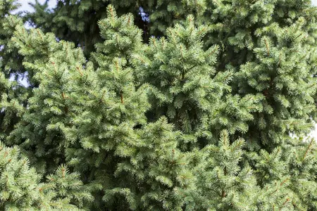Picea abies 'Red Man' - 70-80 CM C10 - image 1