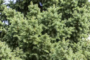 Picea abies 'Red Man' - 70-80 CM C10 - image 1