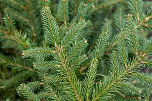 Picea abies 'Repens'