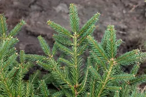 Picea abies 'Repens' - 3 Ltr pot - image 2
