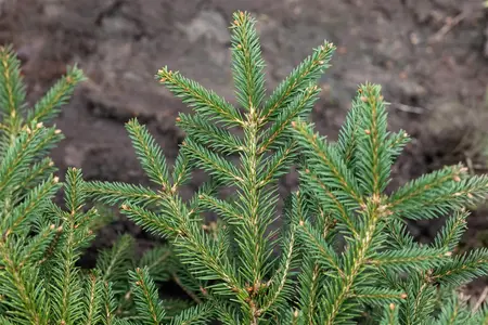 Picea abies 'Repens' - 25-30 CM C3 - image 2