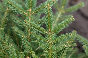 Picea abies 'Repens' - 3 Ltr pot - image 3