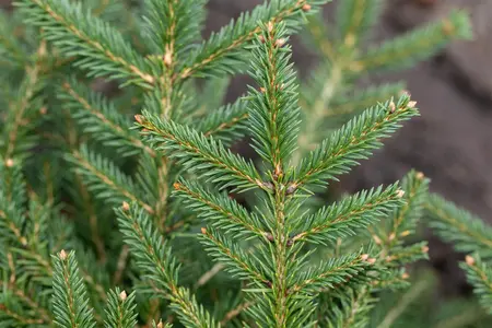Picea abies 'Repens' - 25-30 CM C3 - image 3
