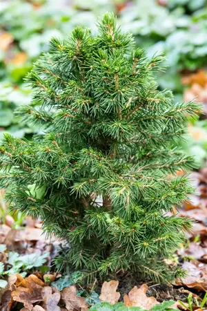 Picea abies 'Tompa' - 20-25 CM C3 - image 4